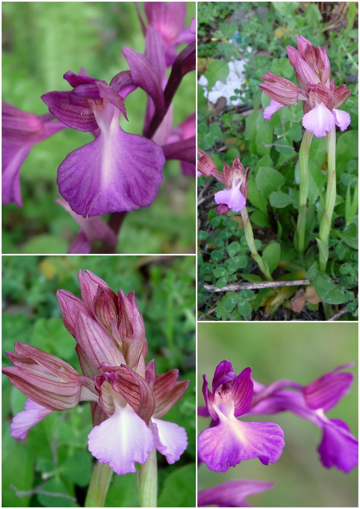 Orchidee in Sardegna, un fine settimana a 78 giri!